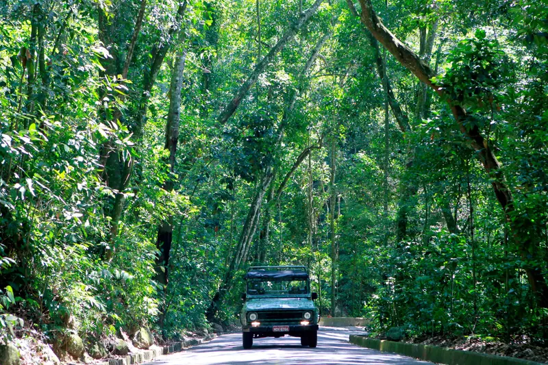 A jeep driving along a road through dense green rainforest